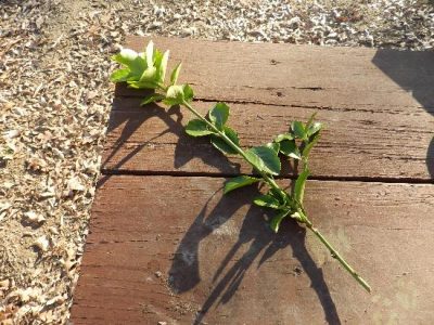Rerooting  Euonymus Japonica Plants Image